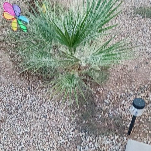 Photo of the plant species California Fan Palm by @WinPilea30 named Morgan Treeman on Greg, the plant care app