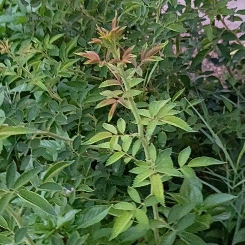 Photo of the plant species Multiflora Rose by @WinPilea30 named Denali on Greg, the plant care app