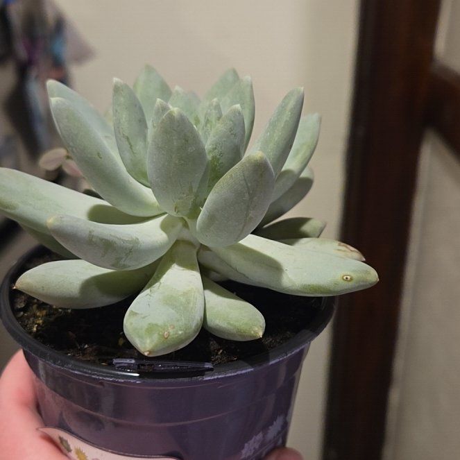 Photo of the plant species Pachyphytum 'Moonsilver' by @VipPilea34 named Ann-Marie on Greg, the plant care app