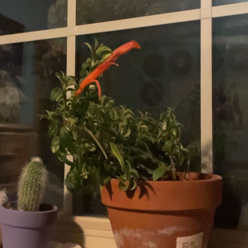 Photo of the plant species gold fish plant by @LitheOricad31 named Diana on Greg, the plant care app