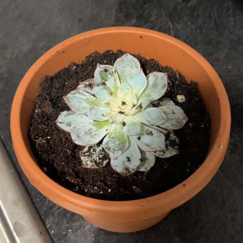 Photo of the plant species Echeveria Subsessilis by @ChicCarrot67 named Cleopatra on Greg, the plant care app