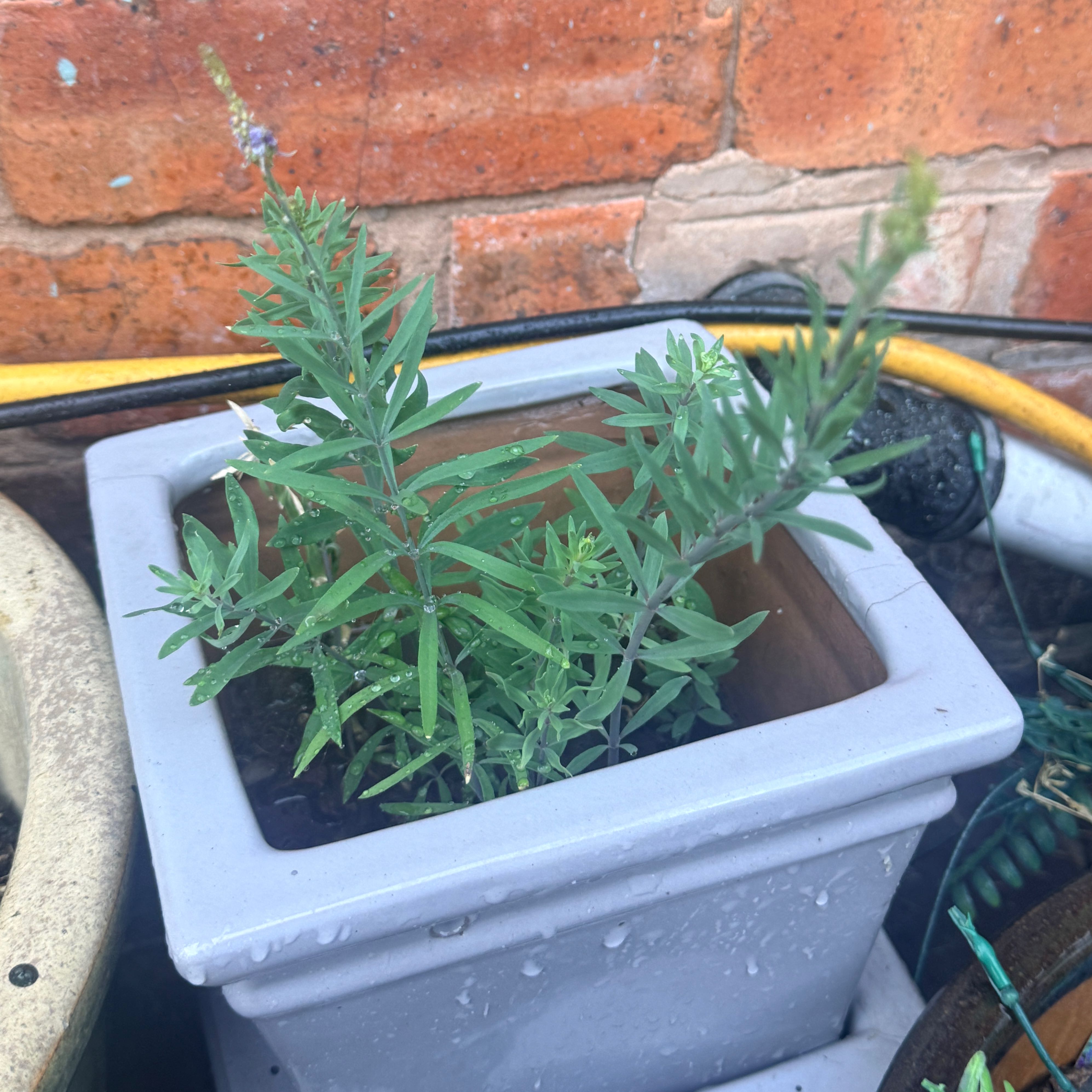 Photo of the plant species Purple Toadflax by @PetBluerose77 named Winston on Greg, the plant care app