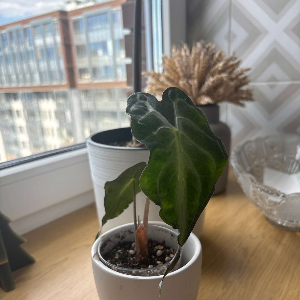 Photo of the plant species Alocasia 'Venom' by @mashagarets named Олис on Greg, the plant care app