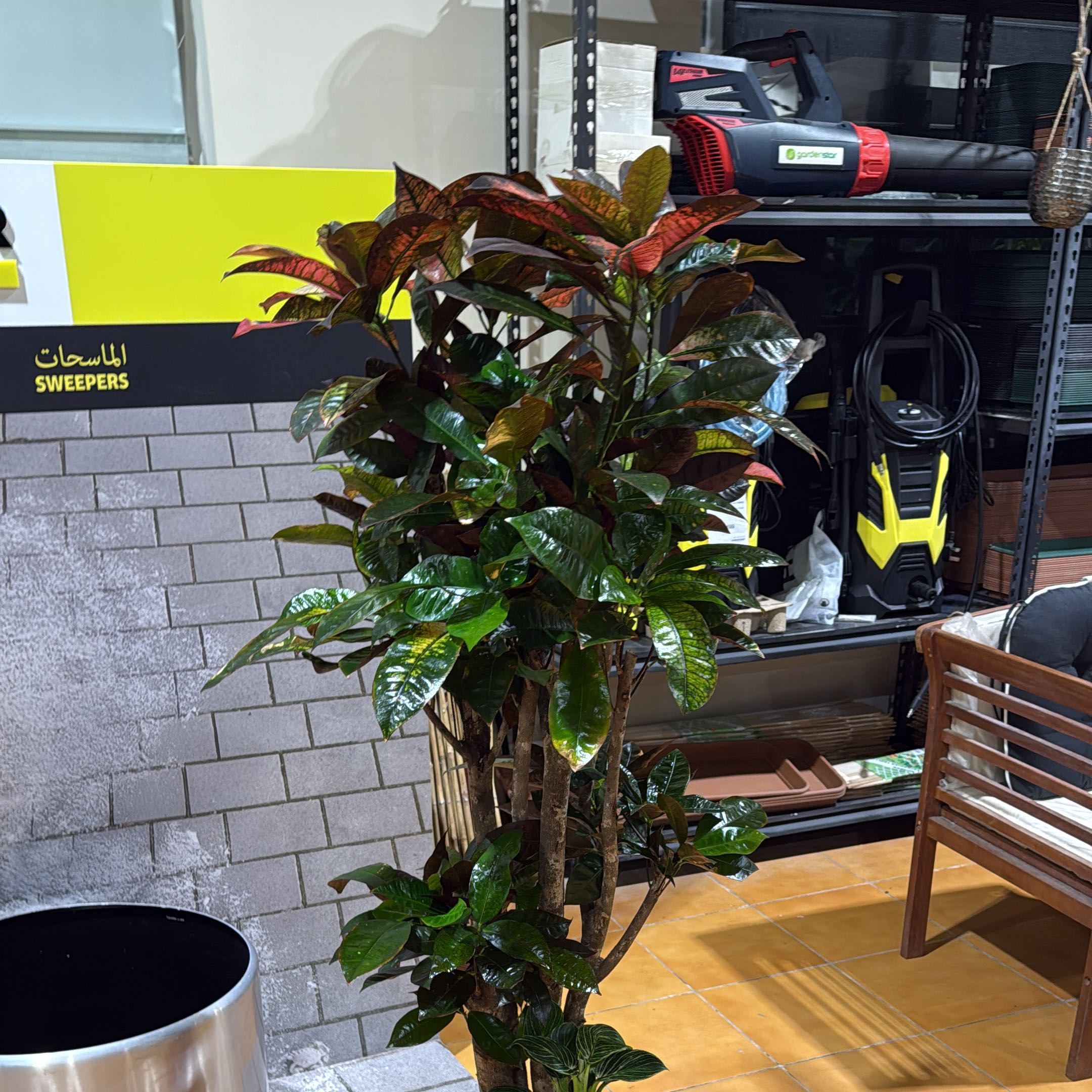 Photo of the plant species Iceton Croton by @LushGray38 named Coco on Greg, the plant care app