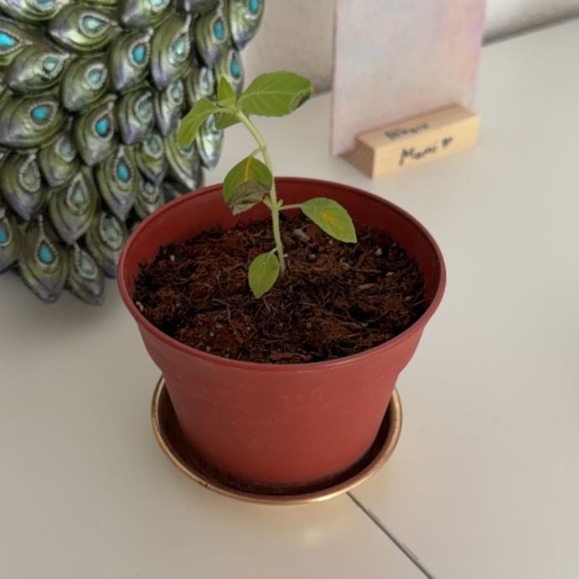 Photo of the plant species Holy Basil (Tulsi) by @HighestGalega6 named Orlando Bloom on Greg, the plant care app
