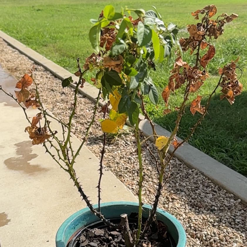 Photo of the plant species Rose by @GrowingAlmond59 named Clooney on Greg, the plant care app