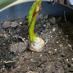 Photo of the plant species Elephant Ear by @AceKowhai17 named Leonardo on Greg, the plant care app