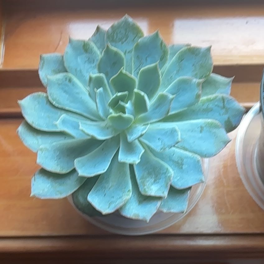 Photo of the plant species Echeveria 'Blue Heron' by @ClassicZinnia45 named Diego on Greg, the plant care app