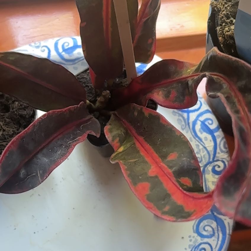Photo of the plant species Mammy Croton by @ClassicZinnia45 named Eko on Greg, the plant care app