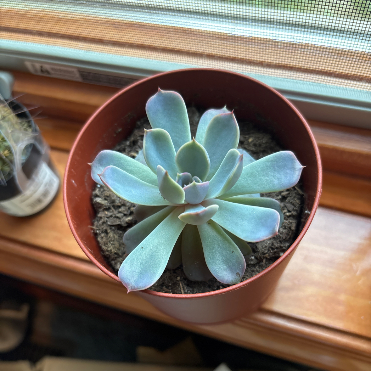 Photo of the plant species Echeveria 'Morning Beauty' by @ClassicZinnia45 named Oatli on Greg, the plant care app