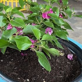 Photo of the plant species Lesser Bougainvillea by @TrueblueKoa named Purple Princess on Greg, the plant care app