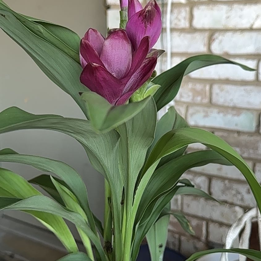 Photo of the plant species Zantedeschia rehmannii by @TrueblueKoa named Curcuma on Greg, the plant care app