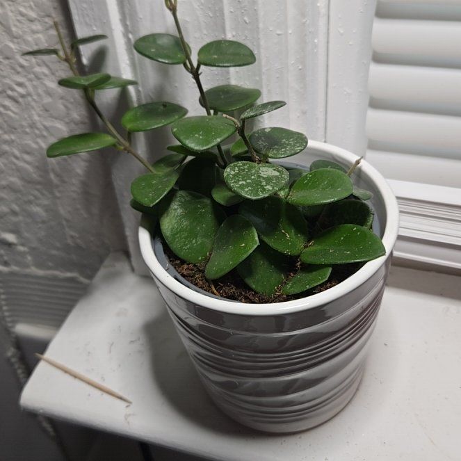 Photo of the plant species Hoya 'Mathilde' by @TrueGinkotree81 named Pax on Greg, the plant care app
