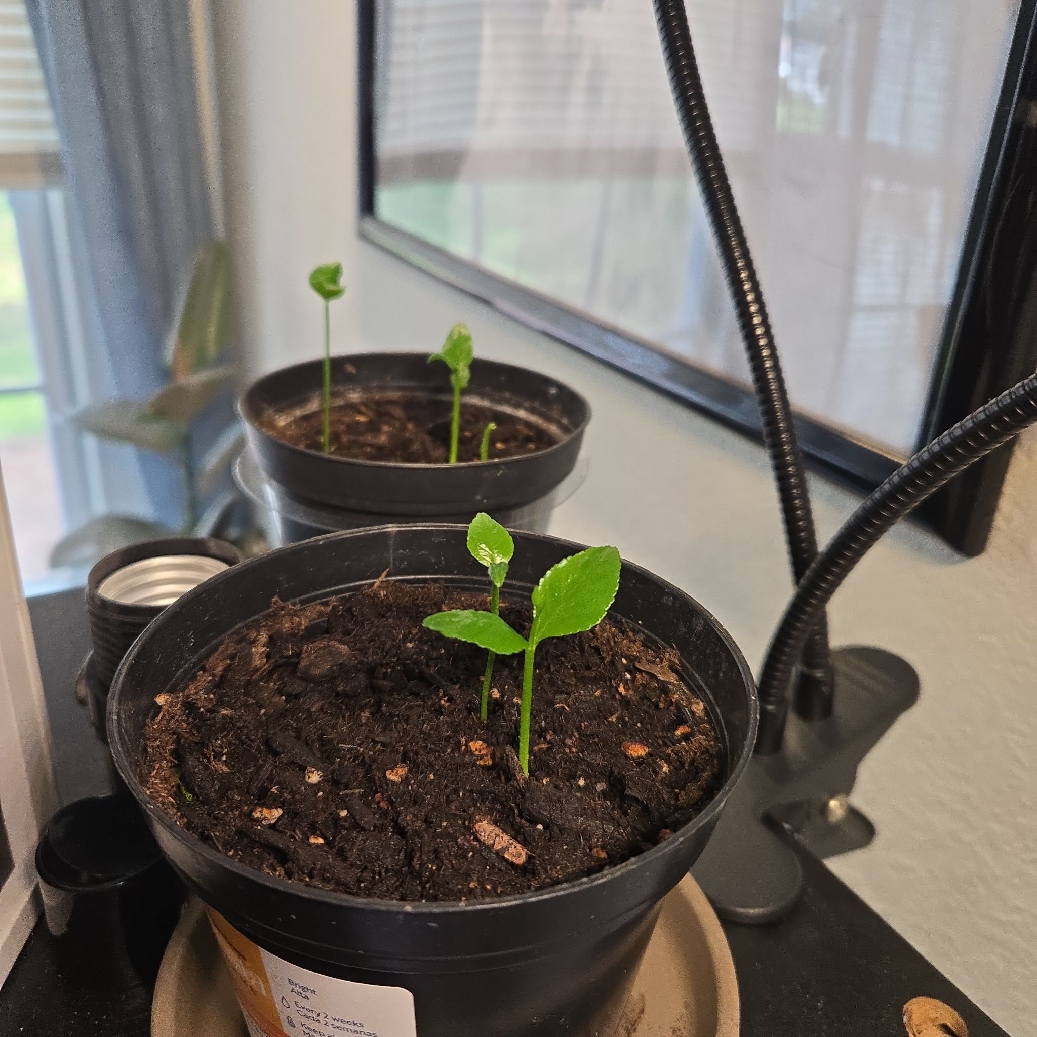 Photo of the plant species lemon tree by @TrueGinkotree81 named Elle on Greg, the plant care app