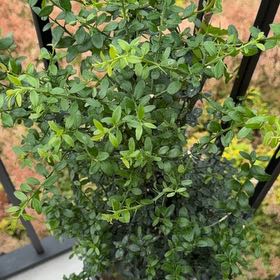 Photo of the plant species Green Finger Lime by @PeakAposeris67 named Fernie Mercury on Greg, the plant care app