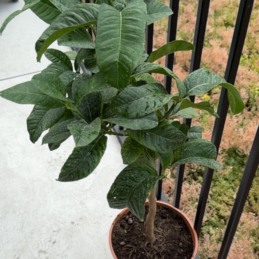Photo of the plant species Buddha's Hand Citron by @PeakAposeris67 named Tolkien on Greg, the plant care app