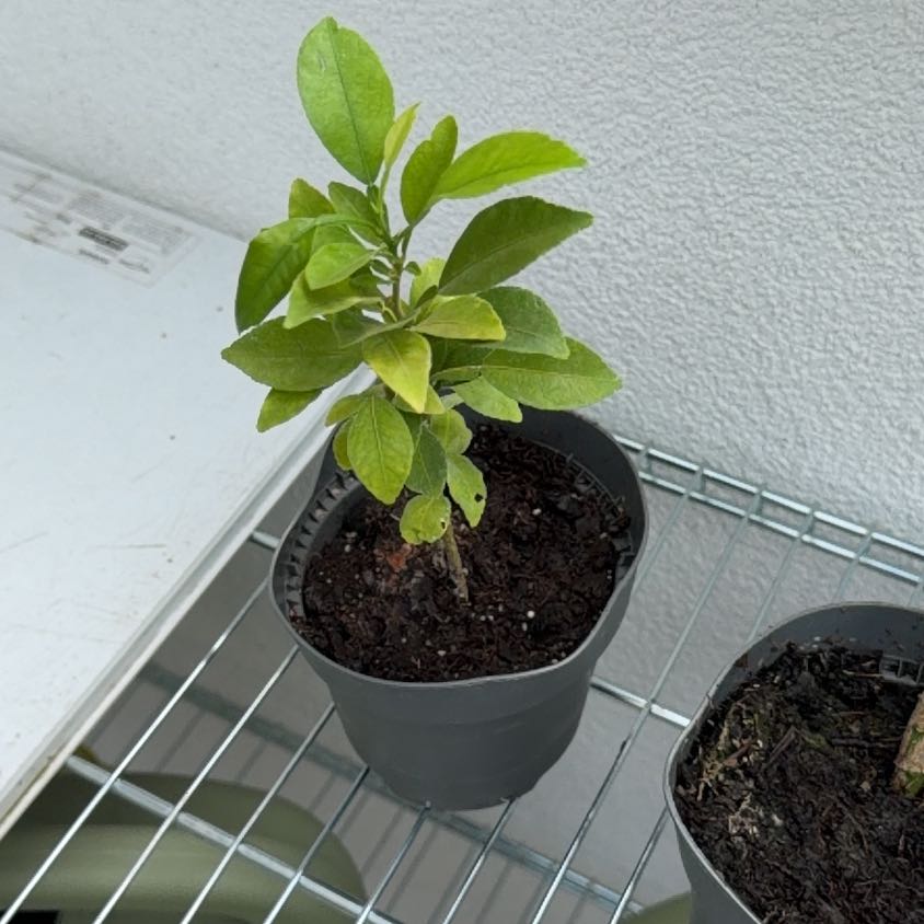 Photo of the plant species Sudachi Hybrid Yuzu by @PeakAposeris67 named Elina on Greg, the plant care app