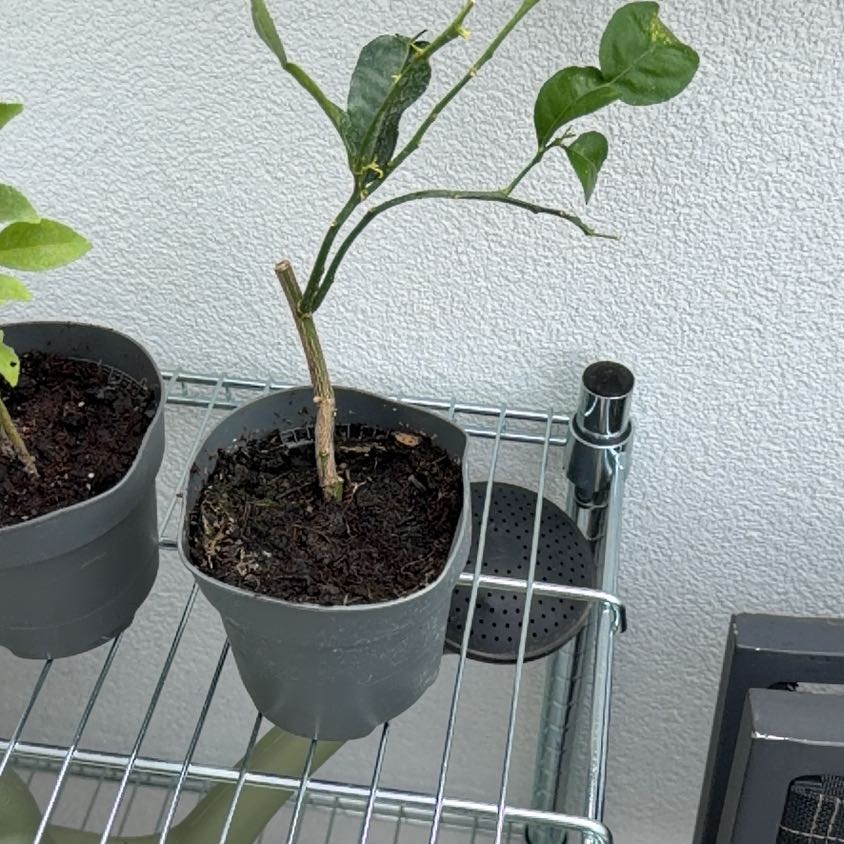 Photo of the plant species Kaffir lime by @PeakAposeris67 named Terra on Greg, the plant care app