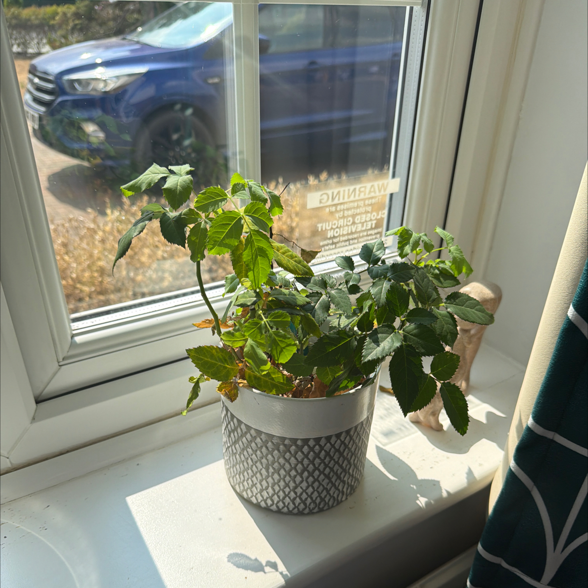 Photo of the plant species Dog Rose by @NovelRaintree10 named Einstein on Greg, the plant care app