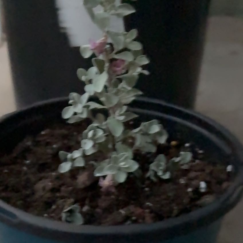 Photo of the plant species Cenicilla by @ChiefTimeout3 named Gregarious on Greg, the plant care app