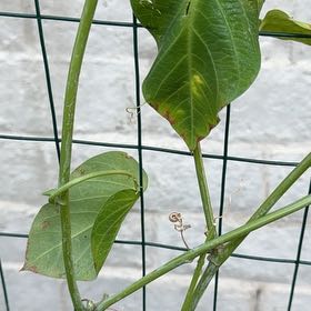 Photo of the plant species Broadleaf Arrowhead by @BigMoss52 named Harry on Greg, the plant care app