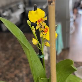 Photo of the plant species Dancing-Lady Orchid by @RadBlue9 named Duke on Greg, the plant care app