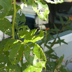 Photo of the plant species Multiflora Rose by @BelovedTaro50 named Khaleesi on Greg, the plant care app
