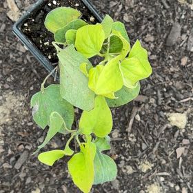 Photo of the plant species Crimson Clematis by @KookyMonstera4 named Gates on Greg, the plant care app