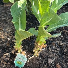 Photo of the plant species Garden Lettuce by @SaluteNoognug2 named Prince on Greg, the plant care app