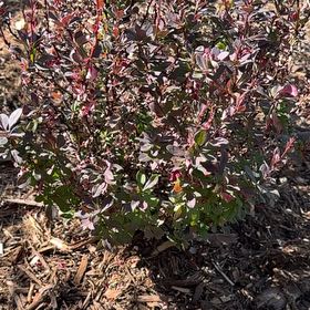 Photo of the plant species Japanese Barberry by @SaluteNoognug2 named Michelle Branch on Greg, the plant care app
