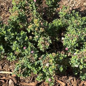 Photo of the plant species Rose Meadowsweet by @SaluteNoognug2 named Anne on Greg, the plant care app