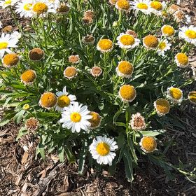 Photo of the plant species Max Chrysanthemum by @SaluteNoognug2 named Lola on Greg, the plant care app
