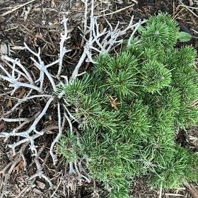 Photo of the plant species Swiss Mountain Pine by @SaluteNoognug2 named Scarlett on Greg, the plant care app