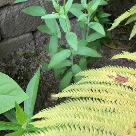 Photo of the plant species Fringed Willowherb by @DreamyDuranta2 named Anne on Greg, the plant care app