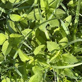 Photo of the plant species Careless Weed by @Midwestgirl named Leonardo on Greg, the plant care app