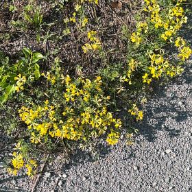 Photo of the plant species Bird's-Foot Trefoil by @Midwestgirl named James Dean on Greg, the plant care app