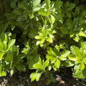 Photo of the plant species Carpet Box by @Midwestgirl named Fernie Mercury on Greg, the plant care app