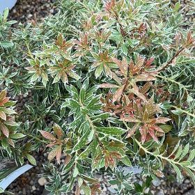 Photo of the plant species Japanese Andromeda by @Midwestgirl named Bodhi on Greg, the plant care app