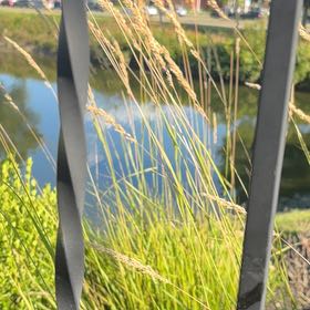 Photo of the plant species Calamagrostis arenaria by @Midwestgirl named Zion on Greg, the plant care app