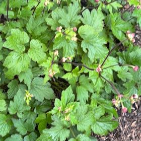 Photo of the plant species Eriocapitella hupehensis by @Midwestgirl named Harper on Greg, the plant care app