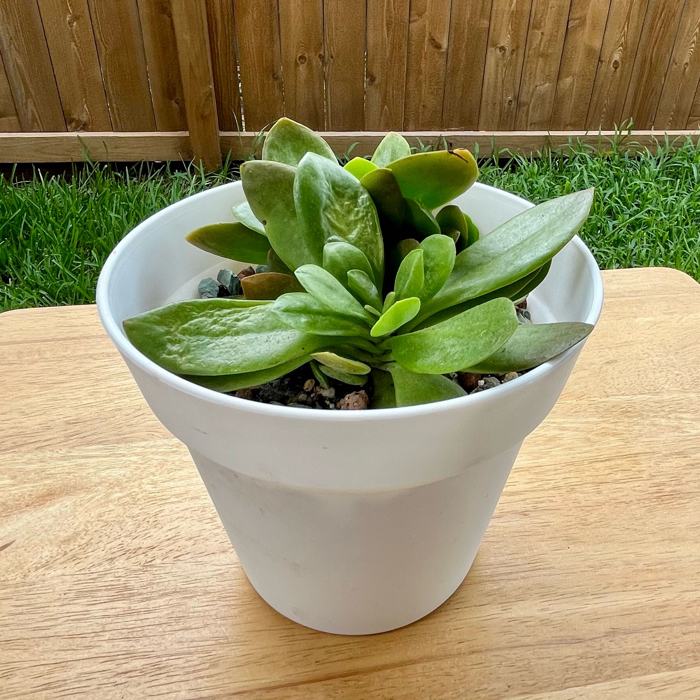Photo of the plant species Money Maker by @VocalMarimo80 named Jade on Greg, the plant care app