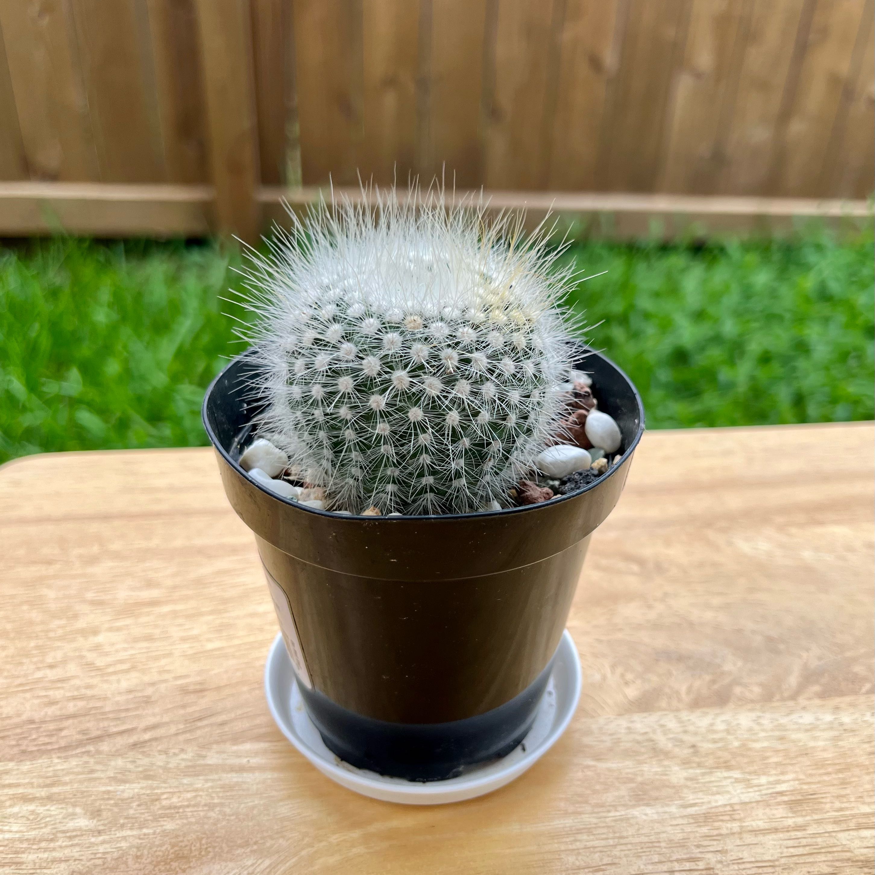 Photo of the plant species Silver Ball Cactus by @VocalMarimo80 named Silver Ball Cactus on Greg, the plant care app
