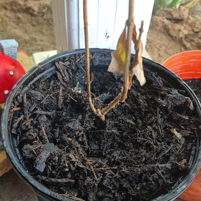 Photo of the plant species Dutch Honeysuckle by @SoothingTupeia named Leaf Erickson on Greg, the plant care app