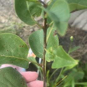 Photo of the plant species Glossy Privet by @JocundPecan3 named Sol on Greg, the plant care app