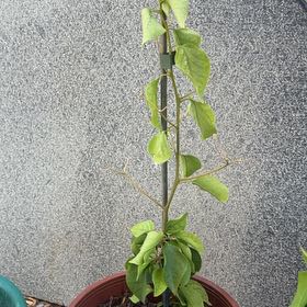 Photo of the plant species Torch Bougainvillea by @FinestFlatpea named Navajo on Greg, the plant care app