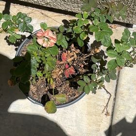 Photo of the plant species Alpine Rose by @HonestTutu77 named Naomi on Greg, the plant care app
