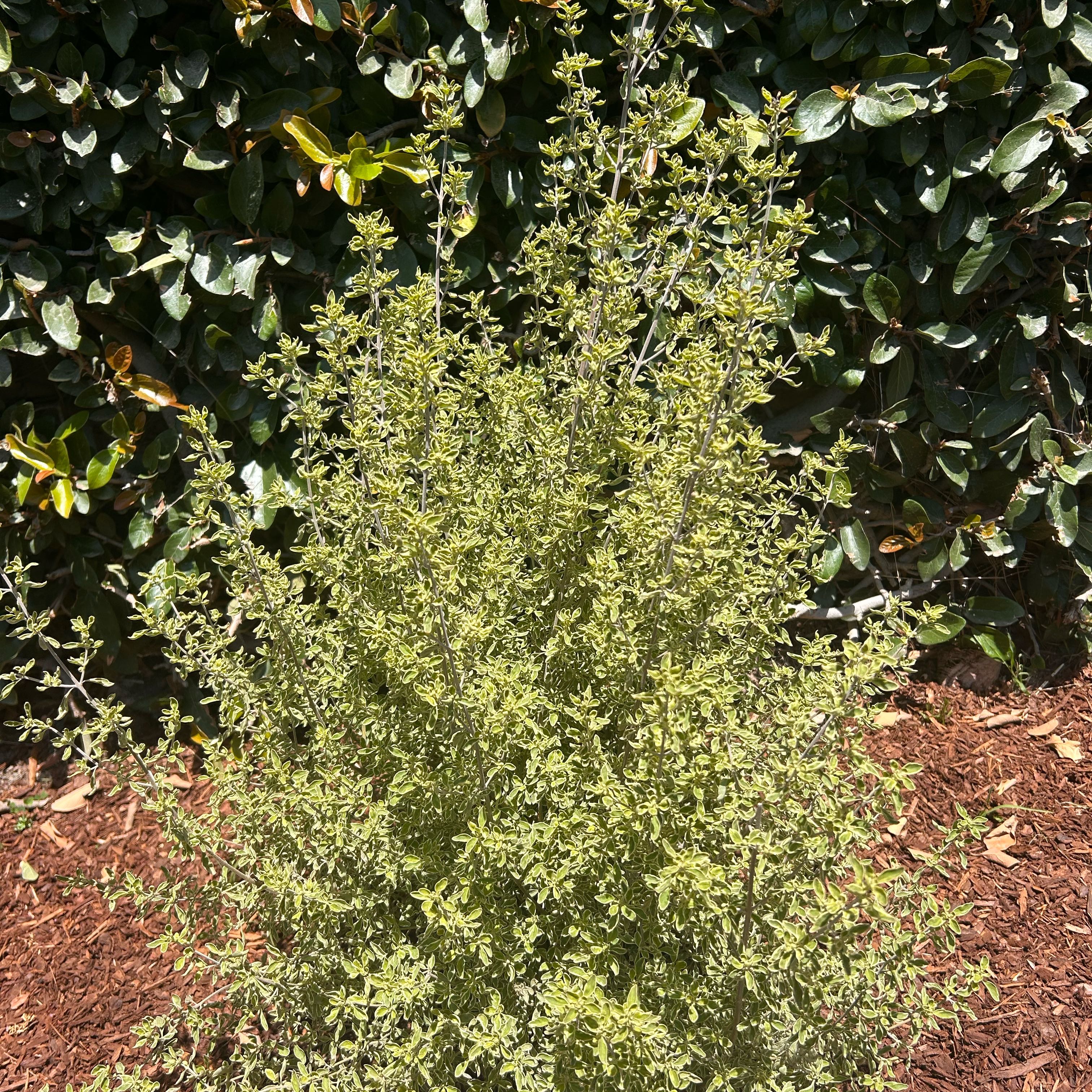 Photo of the plant species Canadian Fleabane by @ZanyBlackpea50 named Sol on Greg, the plant care app