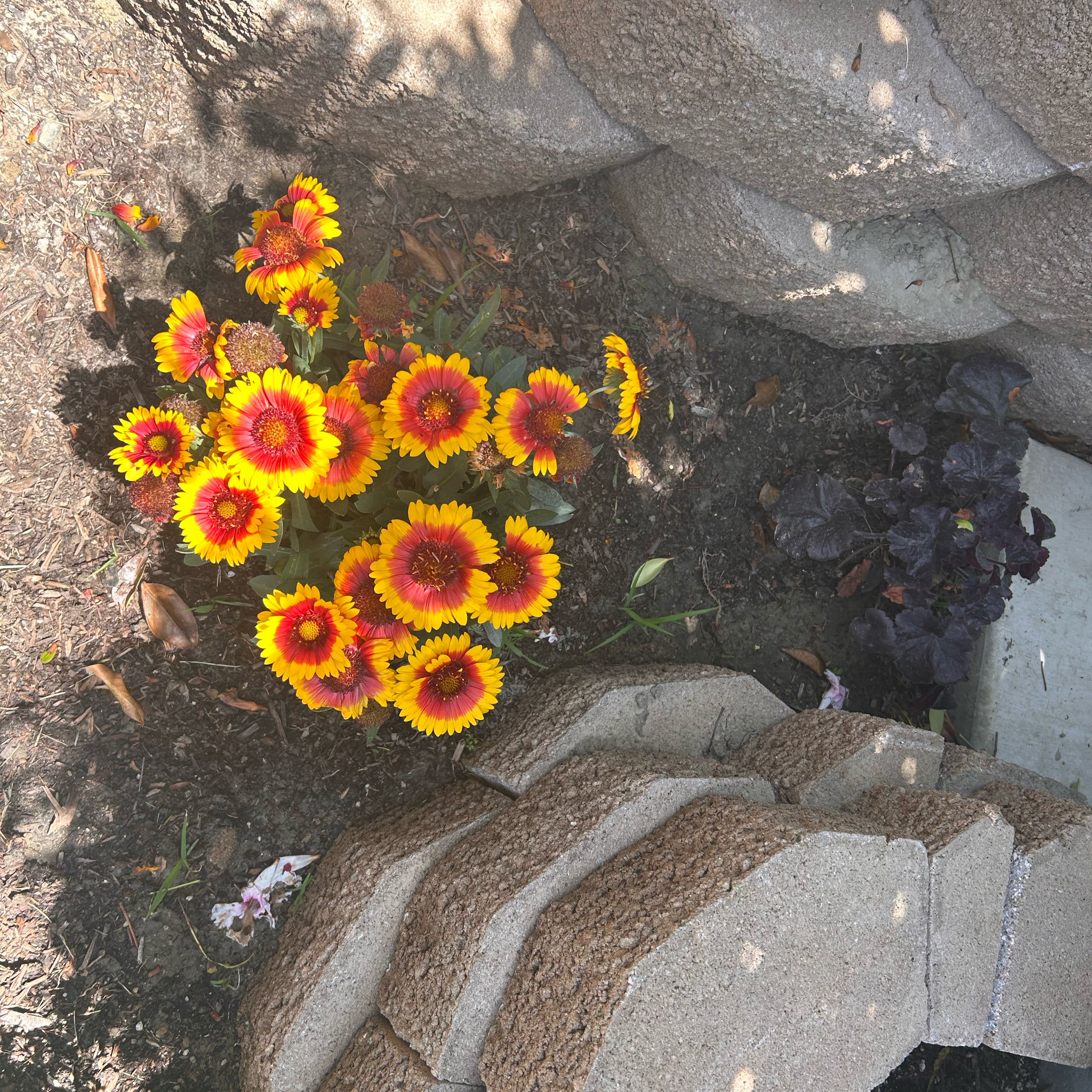 Photo of the plant species Great Blanket Flower by @ZanyBlackpea50 named Athena on Greg, the plant care app