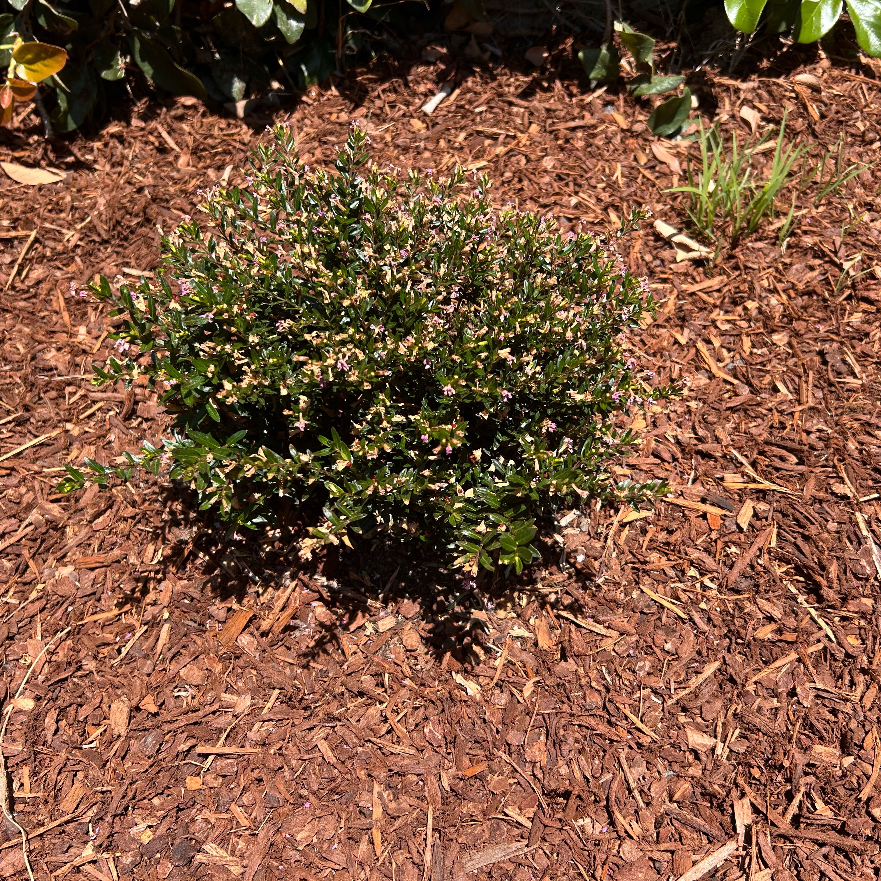 Photo of the plant species Pineapple Guava by @ZanyBlackpea50 named Sherlock on Greg, the plant care app