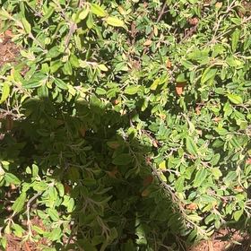 Photo of the plant species Milkflower Cotoneaster by @ZanyBlackpea50 named Michelle Branch on Greg, the plant care app